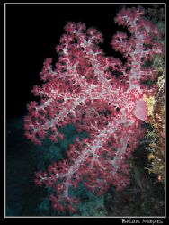 Soft coral. Merry Christmas to all! by Brian Mayes 